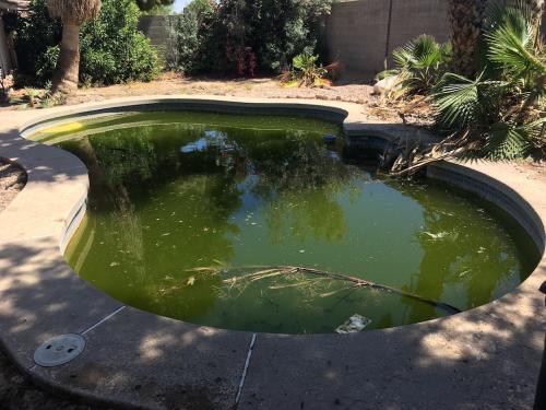 Green Pool Clean Up